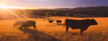 Black Cows feeding in the farm