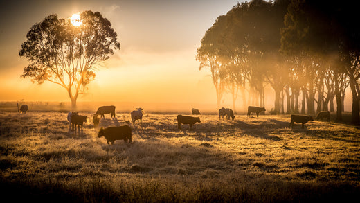 The Top 5 Reasons why it is Important to Support Aussie Farmers